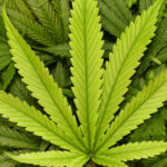Cannabis-leaves-header_1200x500_0005_iStock-503022286