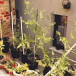 Screen Shot 2023-08-18 at 5.42.07 PM