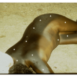 article_river_61d16ed0579e11f092bc1d50fef7585d-Postmortem-tanning---Figure-1